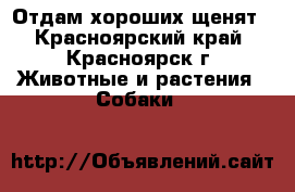 Отдам хороших щенят - Красноярский край, Красноярск г. Животные и растения » Собаки   
